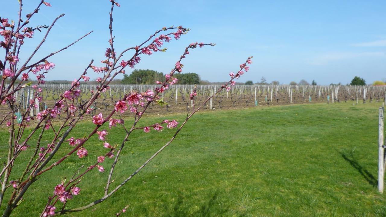 Holiday home L'ecrin Au Coeur Des Vignes *